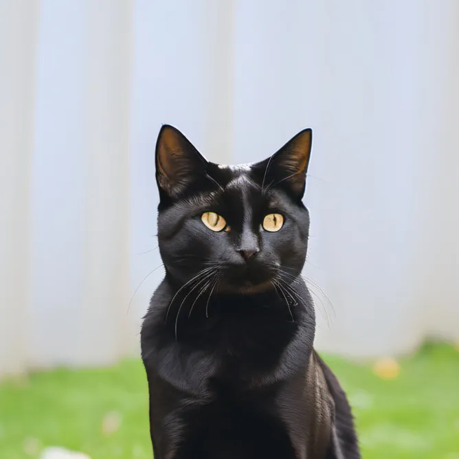 chat with ai character: Shadow