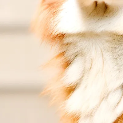 chat with ai character: Puppy