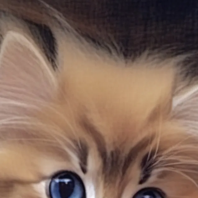 chat with ai character: Cute kitten