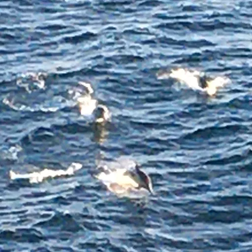 creator Just a potato's avatar