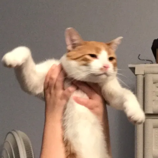 creator Gntjdtjdjtdtjdtjdj's avatar