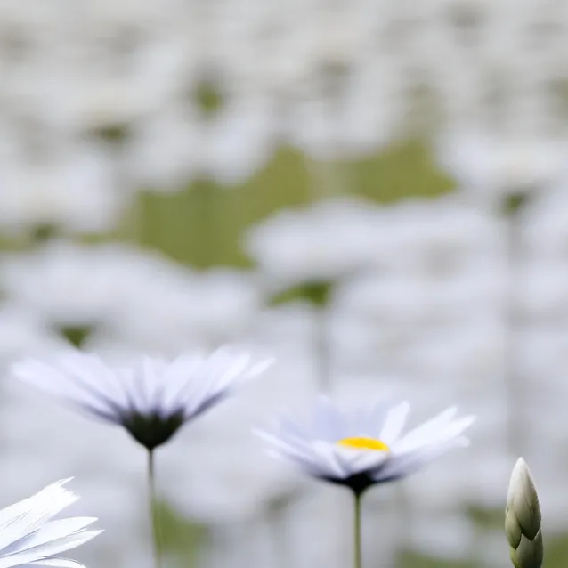 chat with ai character: Grass