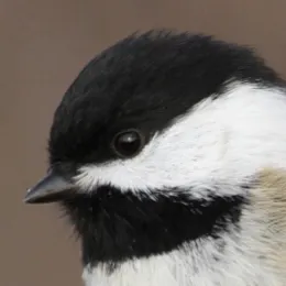 creator bbmarju's avatar