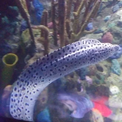 creator Xan_Lex's avatar