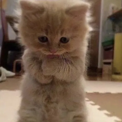 creator Stels's avatar