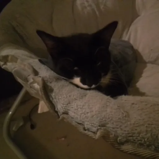 creator cookie lover1111's avatar