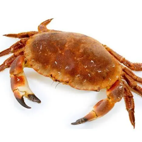 creator jasemandle's avatar