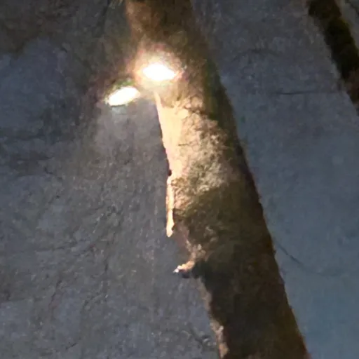 creator oak-of-the-forest's avatar