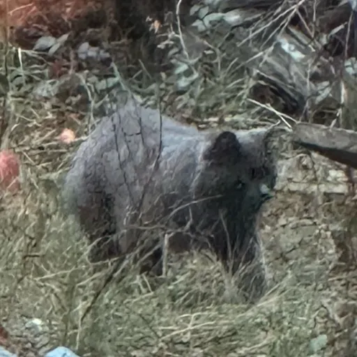 creator Talkior-TNj79Nut's avatar