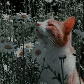 creator ❤︎★♪ST4R♪✿︎☺︎︎☀︎'s avatar