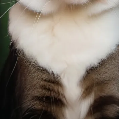 chat with ai character: Mama cat