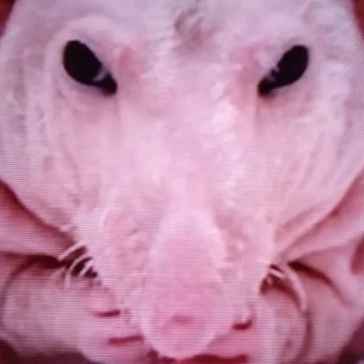 creator K . M's avatar