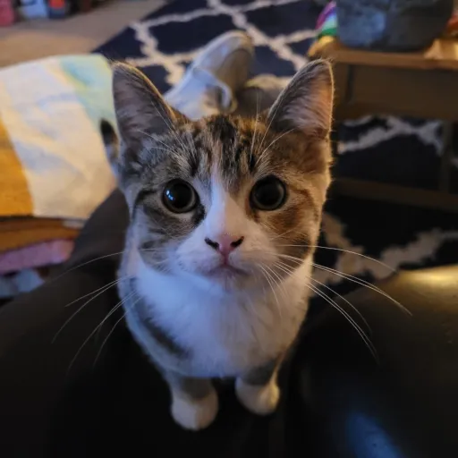 creator true sigma's avatar