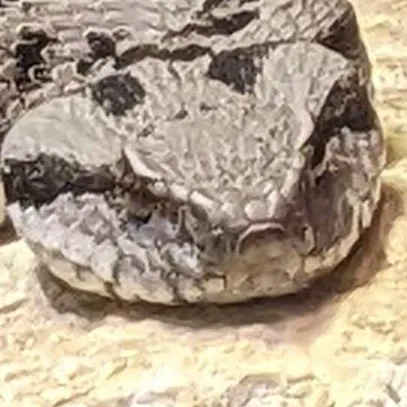 creator Fiction_Nerd's avatar