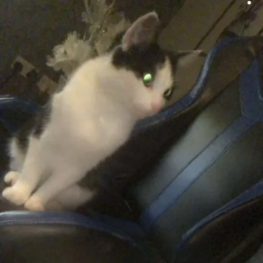 creator ITS YA GIRL ~𝓐𝓴𝓲𝓻𝓪's avatar