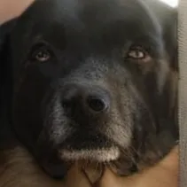 chat with ai character: Chandler 