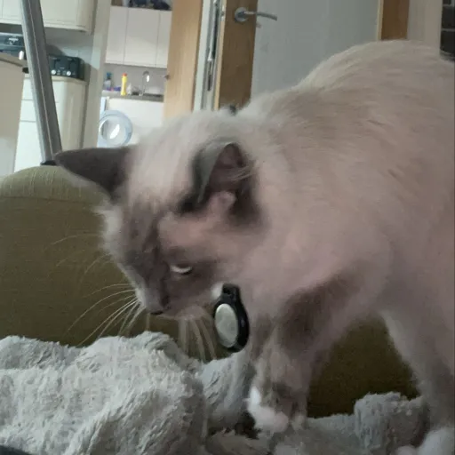 creator ⚓️|Evelyn|⚓️'s avatar