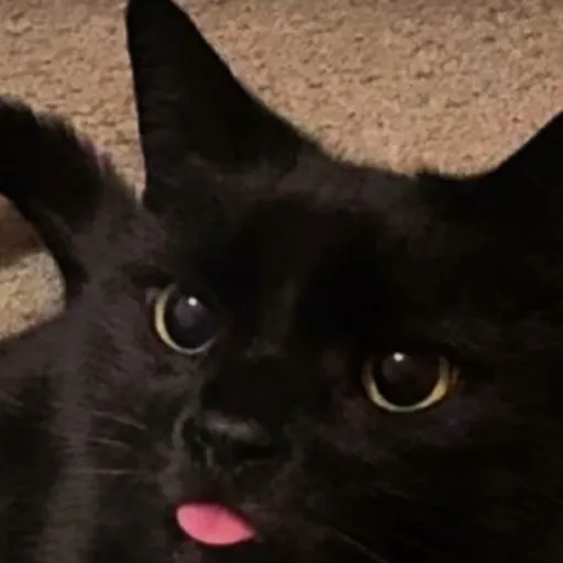 creator Jordan Cat Guy's avatar