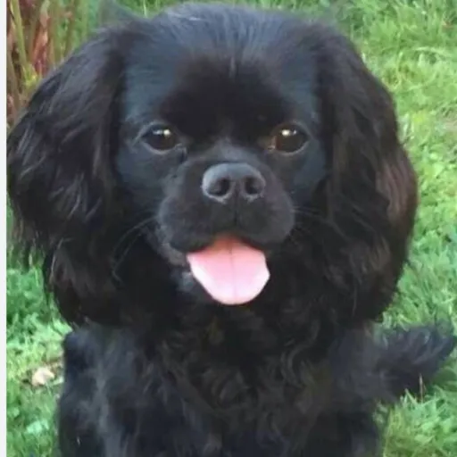 creator neko heart's avatar