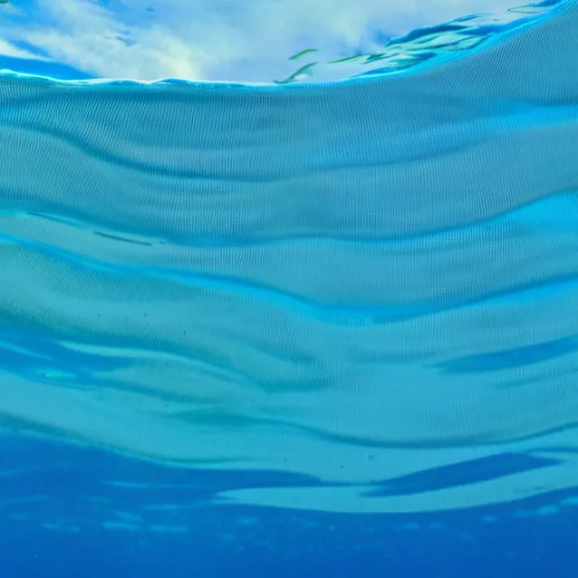 chat with ai character: Black tip shark 