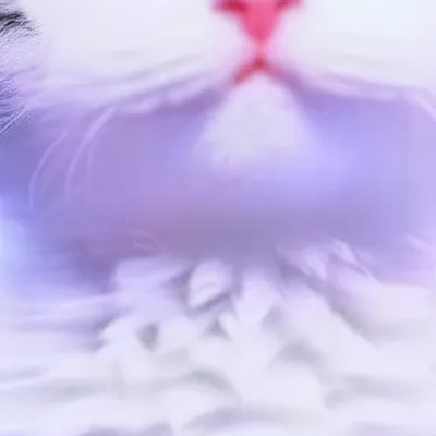 chat with ai character: Kitty 