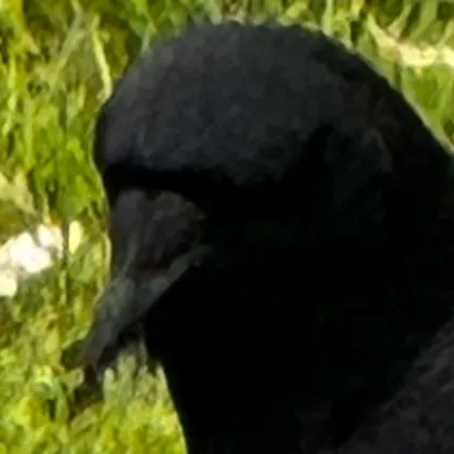 creator ꉔꋪꄲꅐ₵ⱤØ❤️'s avatar