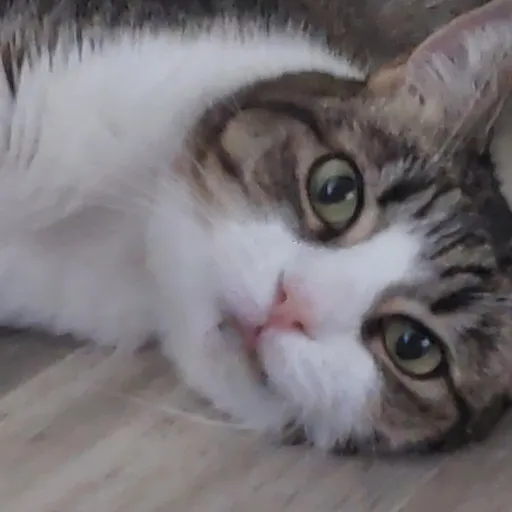 talkie's author avatar