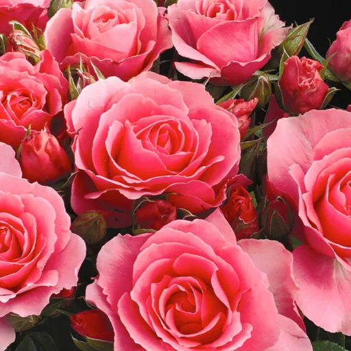 creator Lexi !!!'s avatar