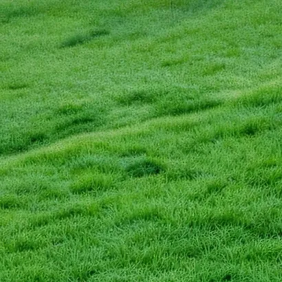 chat with ai character: grass