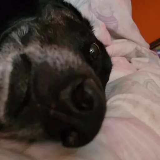 creator 💥4_eyez_💥's avatar