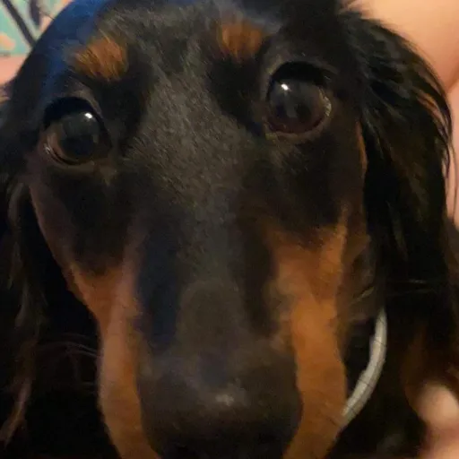 creator Talkior-Cqj2gNfv's avatar