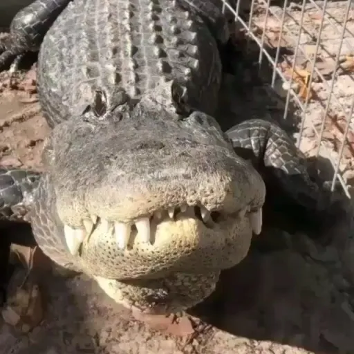 creator Gus the Gator's avatar