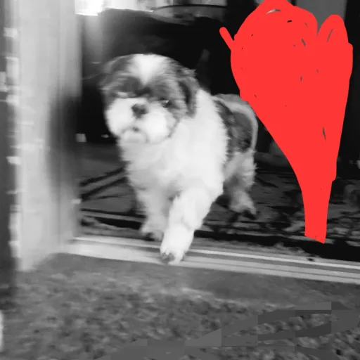 creator BooBoo my doggo❤️'s avatar