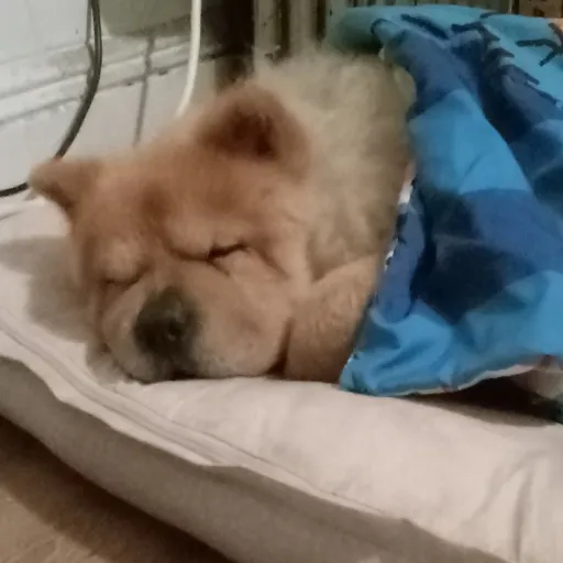 creator Lexi~♡♡♡'s avatar