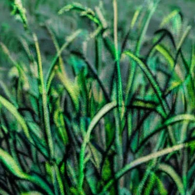 chat with ai character: Grass💀☠️💀☠️