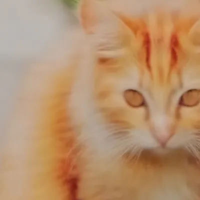 chat with ai character: Homeless cat