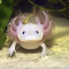 creator Tarpaper's avatar