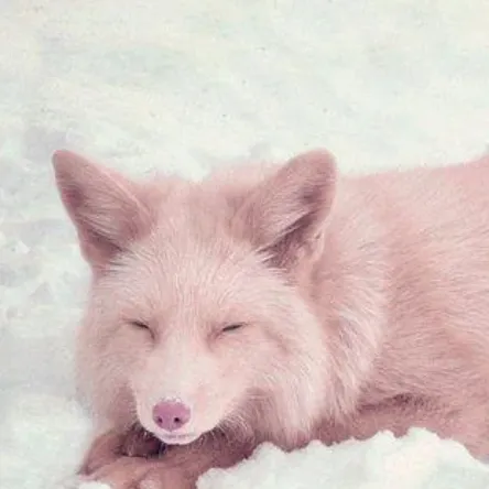 creator Olive The foxdog✨'s avatar