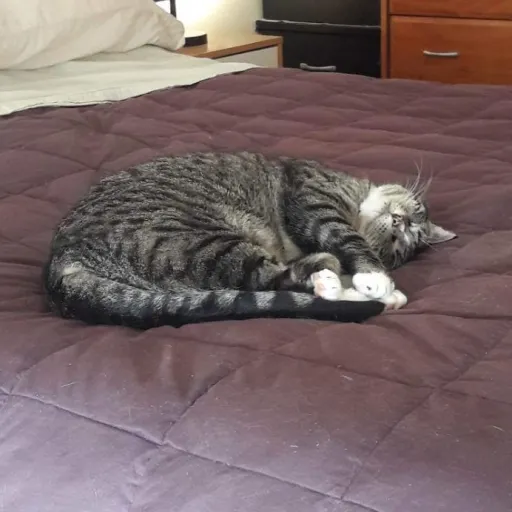 creator Ellie_Jane's avatar