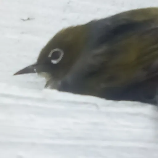 creator ✨✨YA_GIRL(✿◠‿◠)✨✨'s avatar