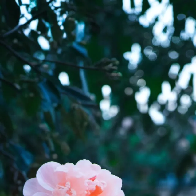 chat with ai character: ♡Mha♡