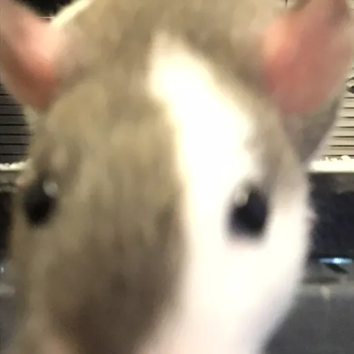 creator Rowan the rat's avatar