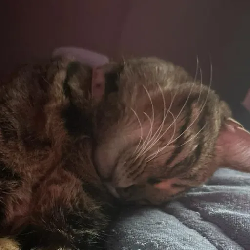 creator ⭐️-Naomi-⭐️'s avatar