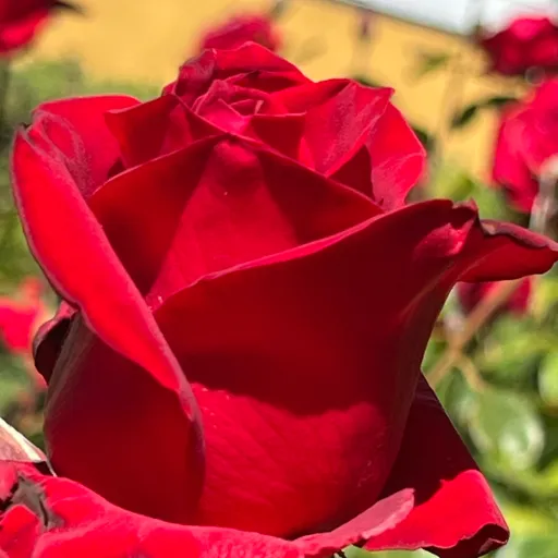 creator Røseart's avatar