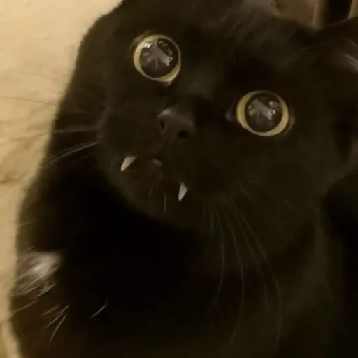 creator ★jacki_thekitty!'s avatar