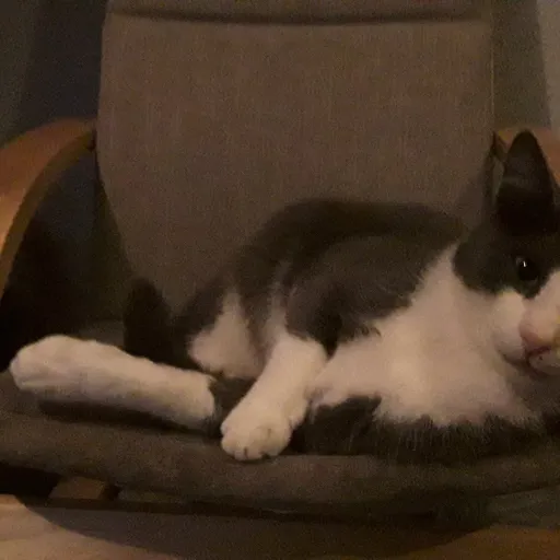 talkie's author avatar