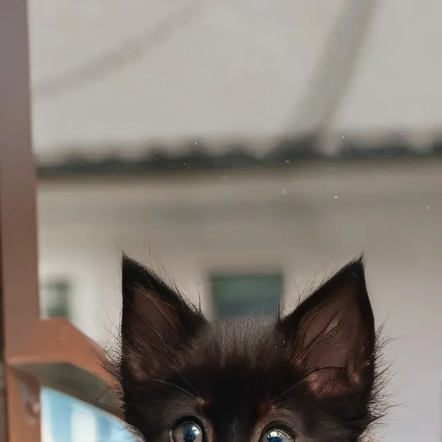 chat with ai character: kitten he/him