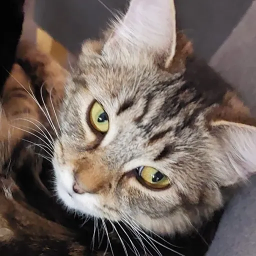 talkie's author avatar