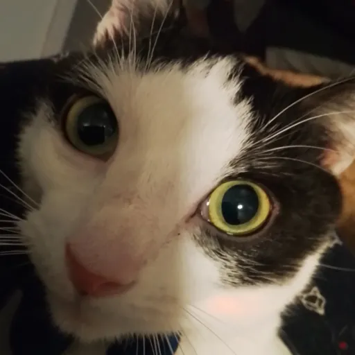 creator hide_ur_snacks's avatar