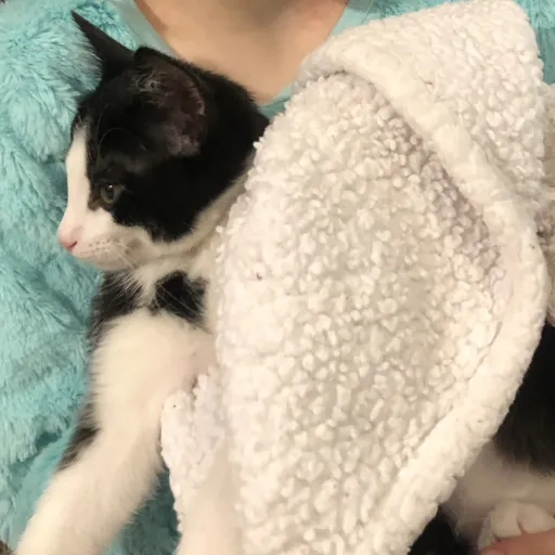 creator Princess Diamond's avatar